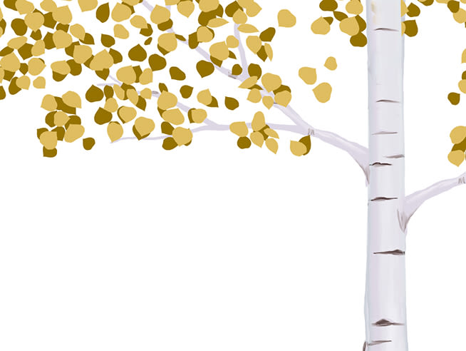 a single aspen tree with golden leaves