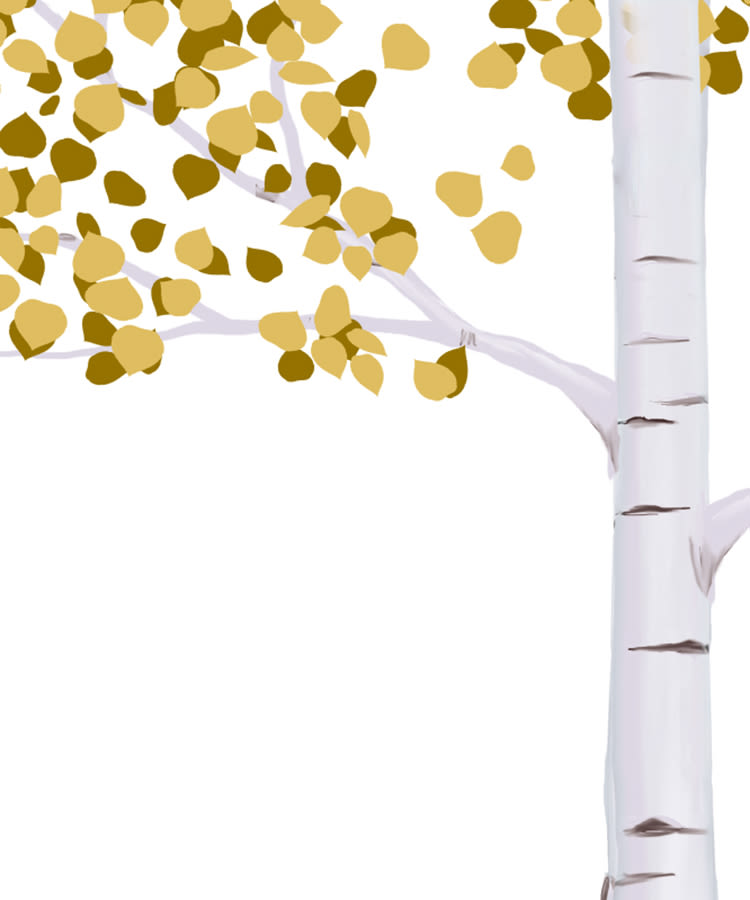 beautiful aspen leaves on a tall tree