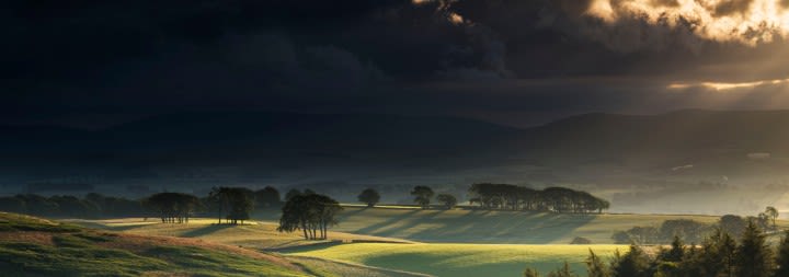 trees on rolling green grassy hills