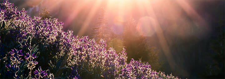 field of flowers