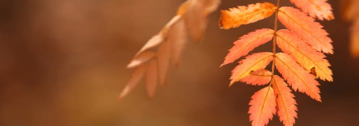 autumn leaves