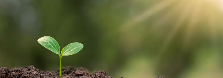A small plant begins to grow struck by the sunlight.