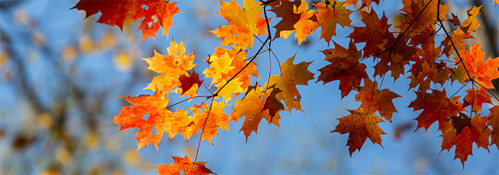 red and orange leaves on a maple tree