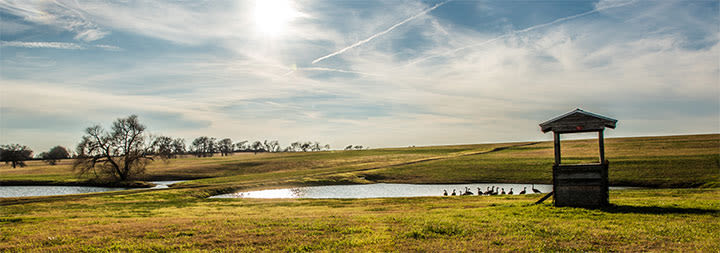 quiet pond by a well with ducks around the water