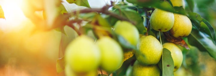 green pear tree