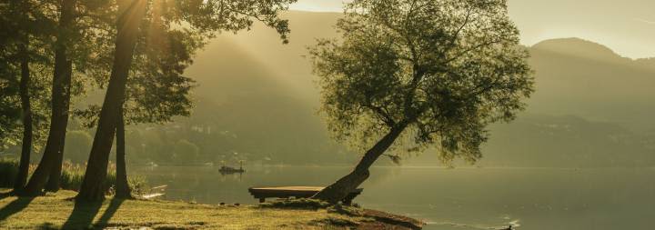 trees by water