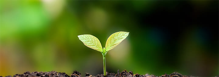 A seedling sprouting in fertile soil