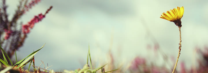 A dandelion flower blooming.