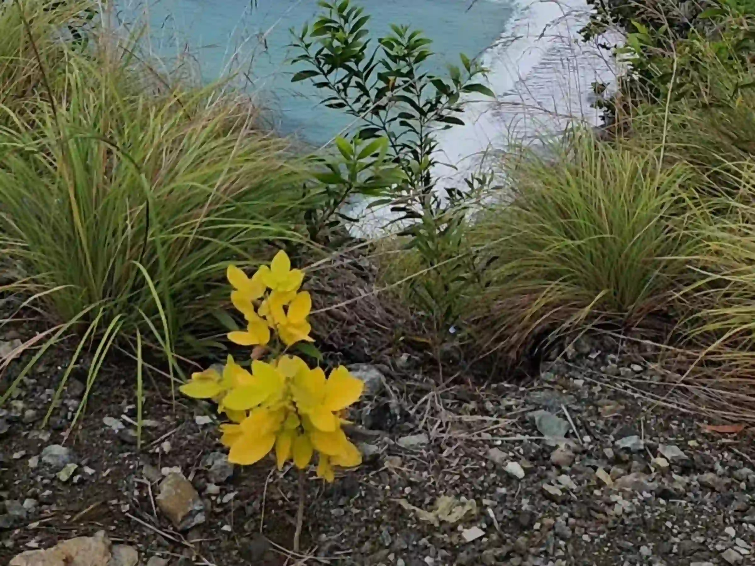 "Pacific coastline viewed from the gravel edge of the Lanca Cabuaya Road overlooking point with yellow flowering shrub in the foreground in Mati Davao Oriental
