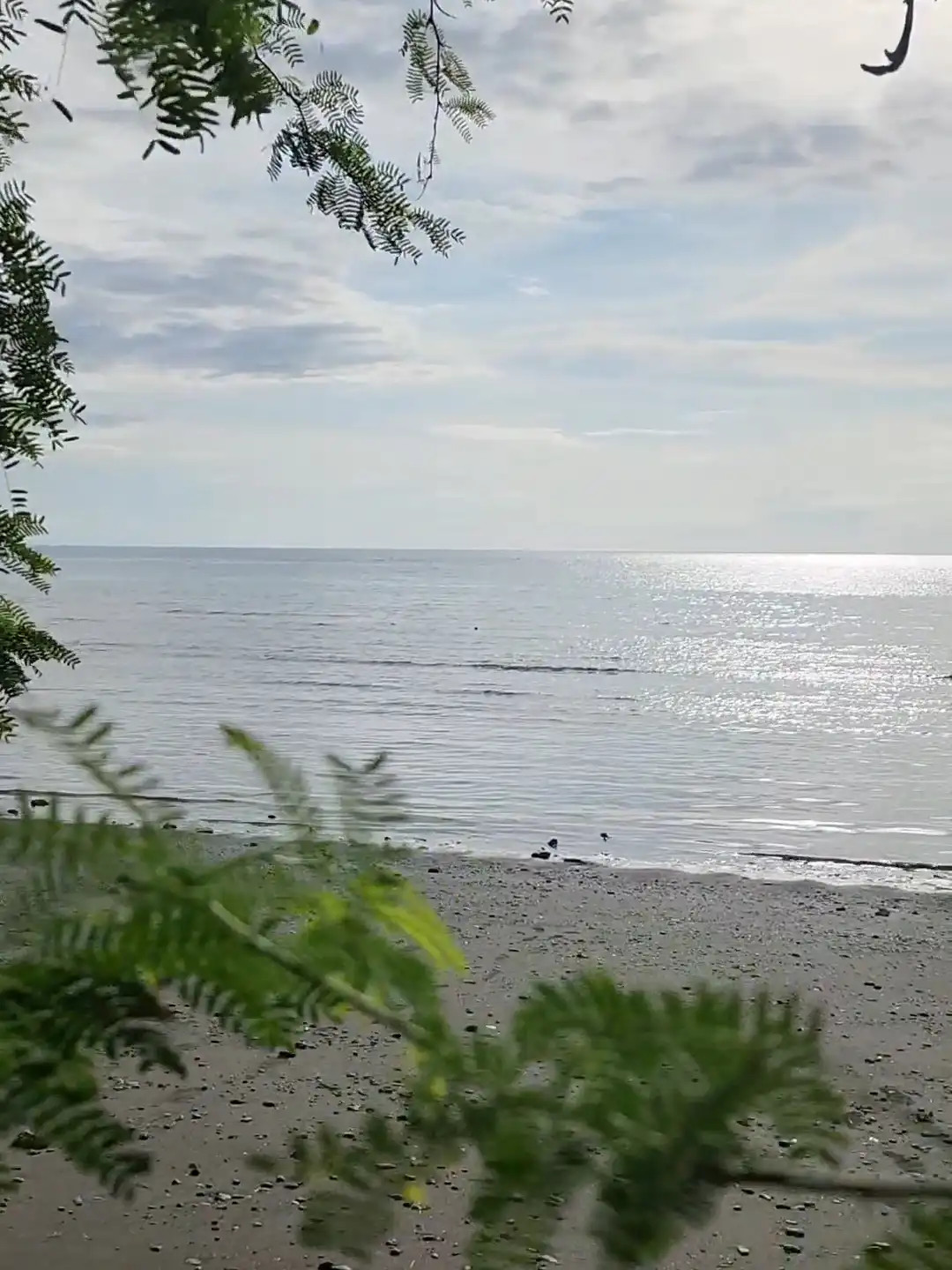Dark sand shoreline framed by Aroma tree branches at Punta Abijod in Baon San Isidro Davao Oriental with calm sea and afternoon light