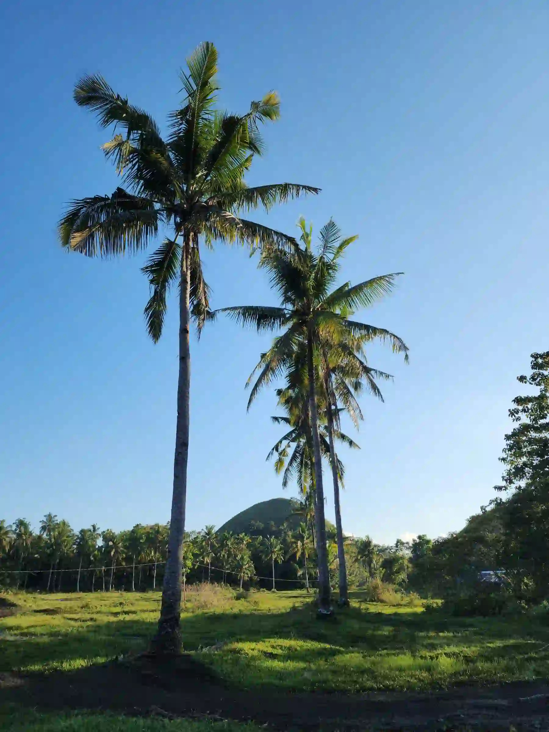 Two tall coconut palm trees in the foreground with a single green conical Chocolate Hill visible behind them against a clear blue sky in Carmen Bohol