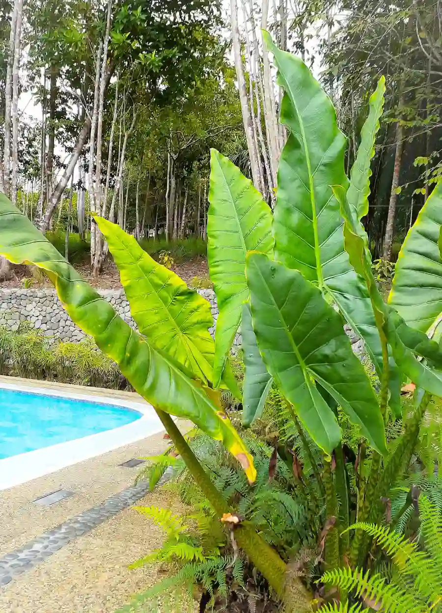 Large dark green aroid leaves and ferns growing at the pool edge at Mt. Hamiguitan Escape Resort with the blue pool water and tall forest trees visible behind in San Isidro Davao Oriental