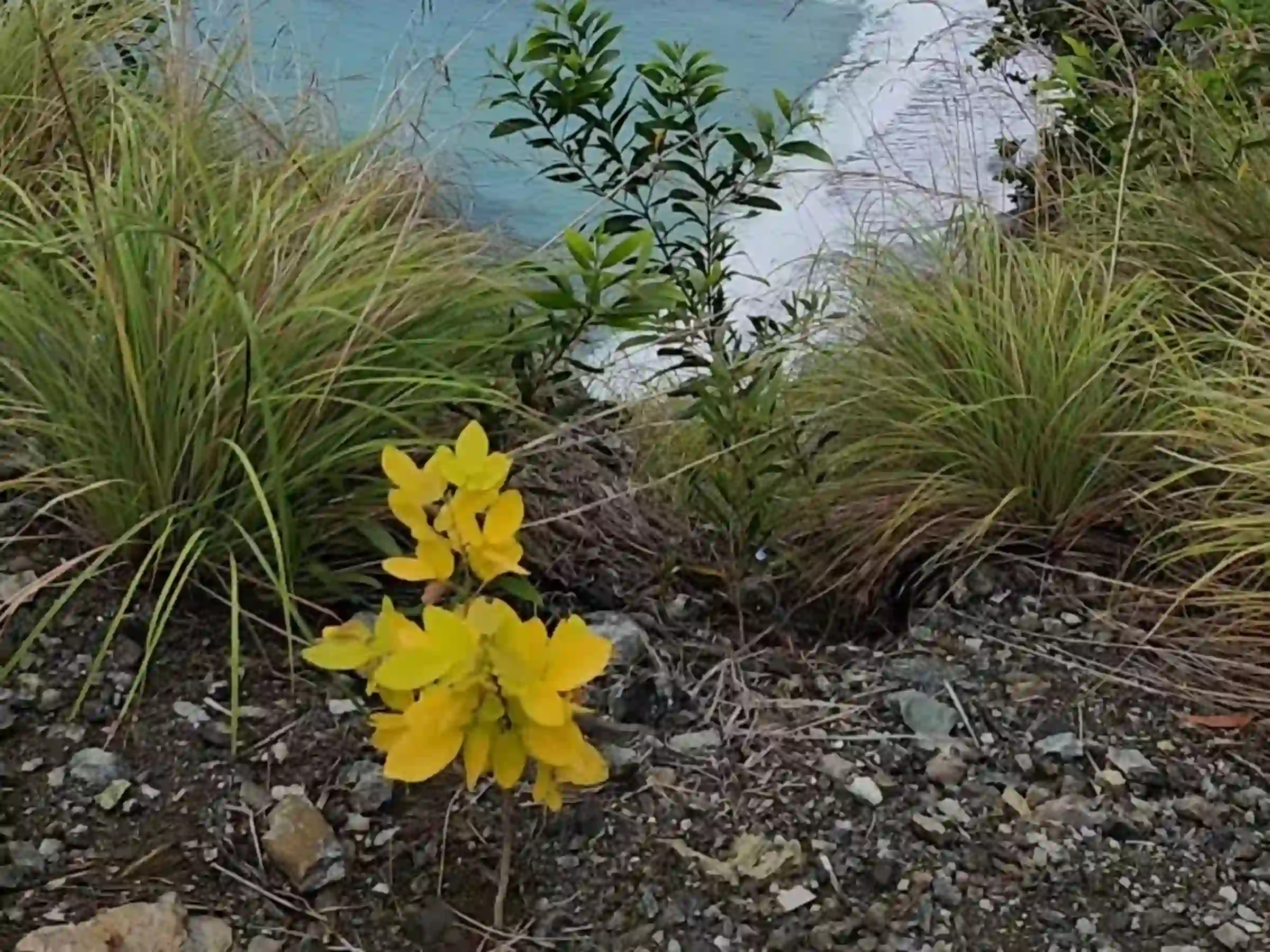 "Pacific coastline viewed from the gravel edge of the Lanca Cabuaya Road overlooking point with yellow flowering shrub in the foreground in Mati Davao Oriental