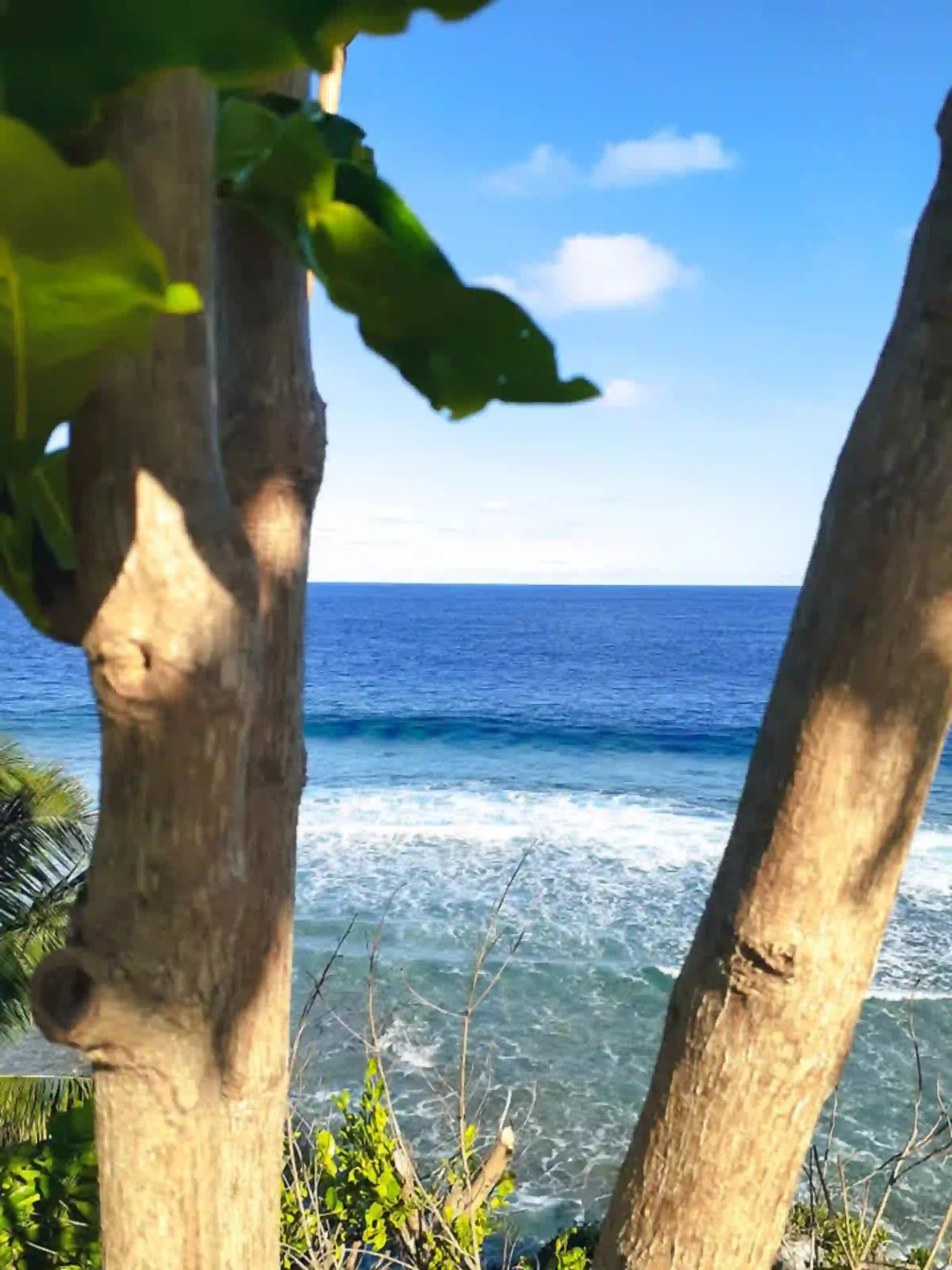 View of the Pacific Ocean framed between two tree trunks at Cape San Agustin in Governor Generoso Davao Oriental with white surf breaking in the middle distance and deep blue water extending to the horizon