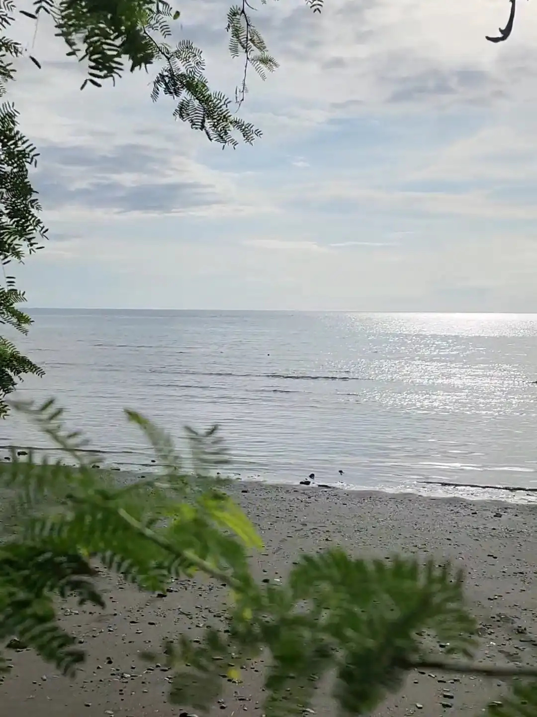 Dark sand shoreline framed by Aroma tree branches at Punta Abijod in Baon San Isidro Davao Oriental with calm sea and afternoon light