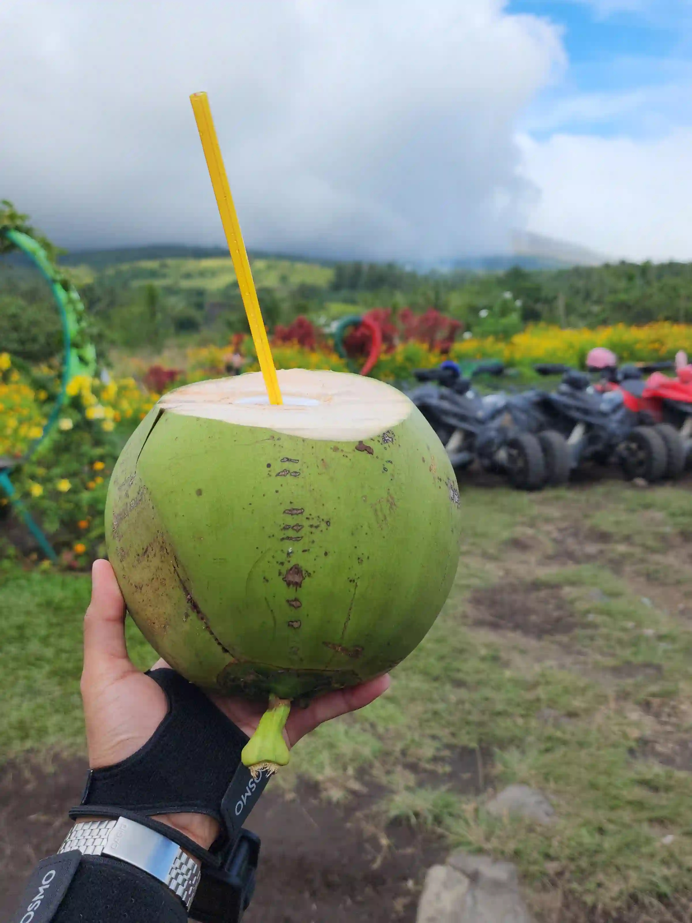 A hand holding a whole green young coconut with a yellow straw inserted at the top with ATVs and the Green Lava flower field visible in the background in Daraga Albay