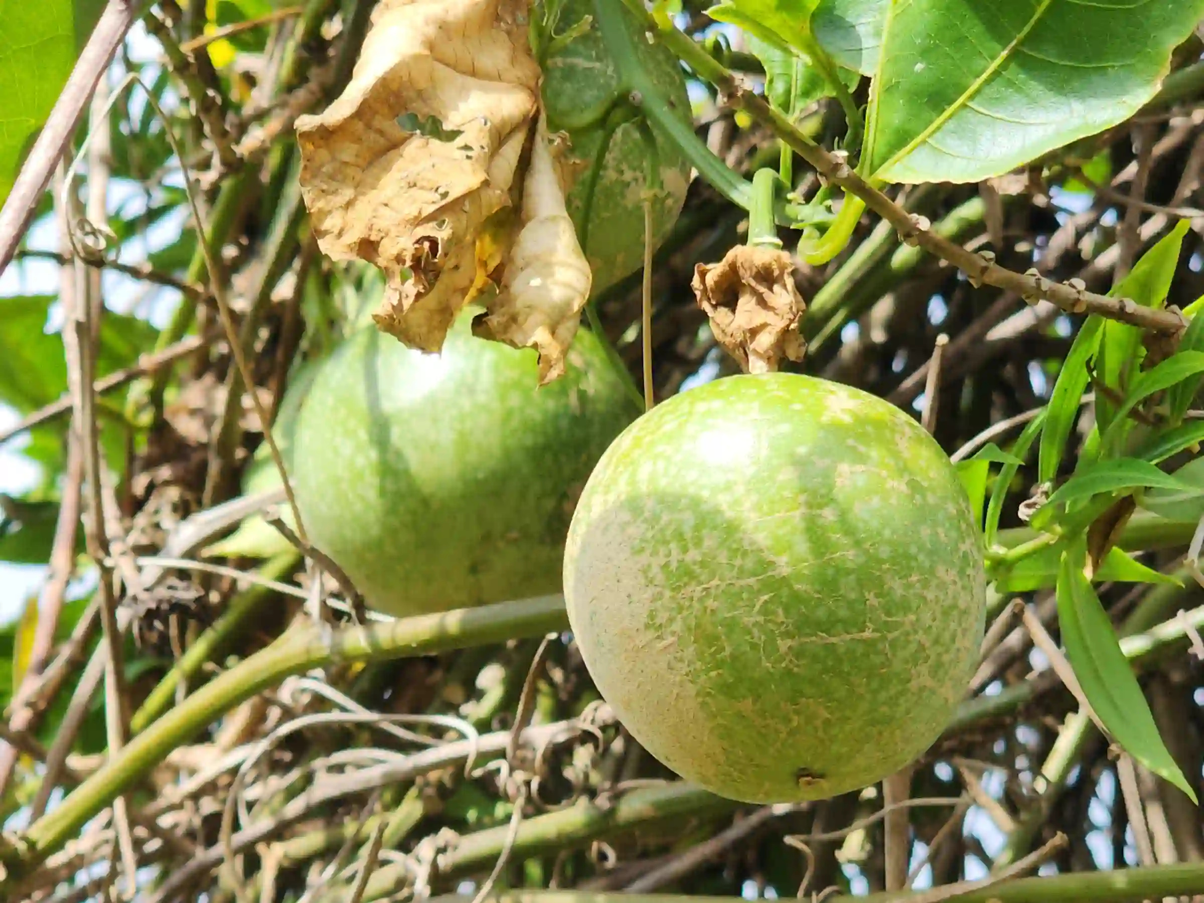 Two close up green spotted passion fruit hanging from a trellis with yellow flowers and ATV parking visible in the background at Green Lava in Daraga Albay
