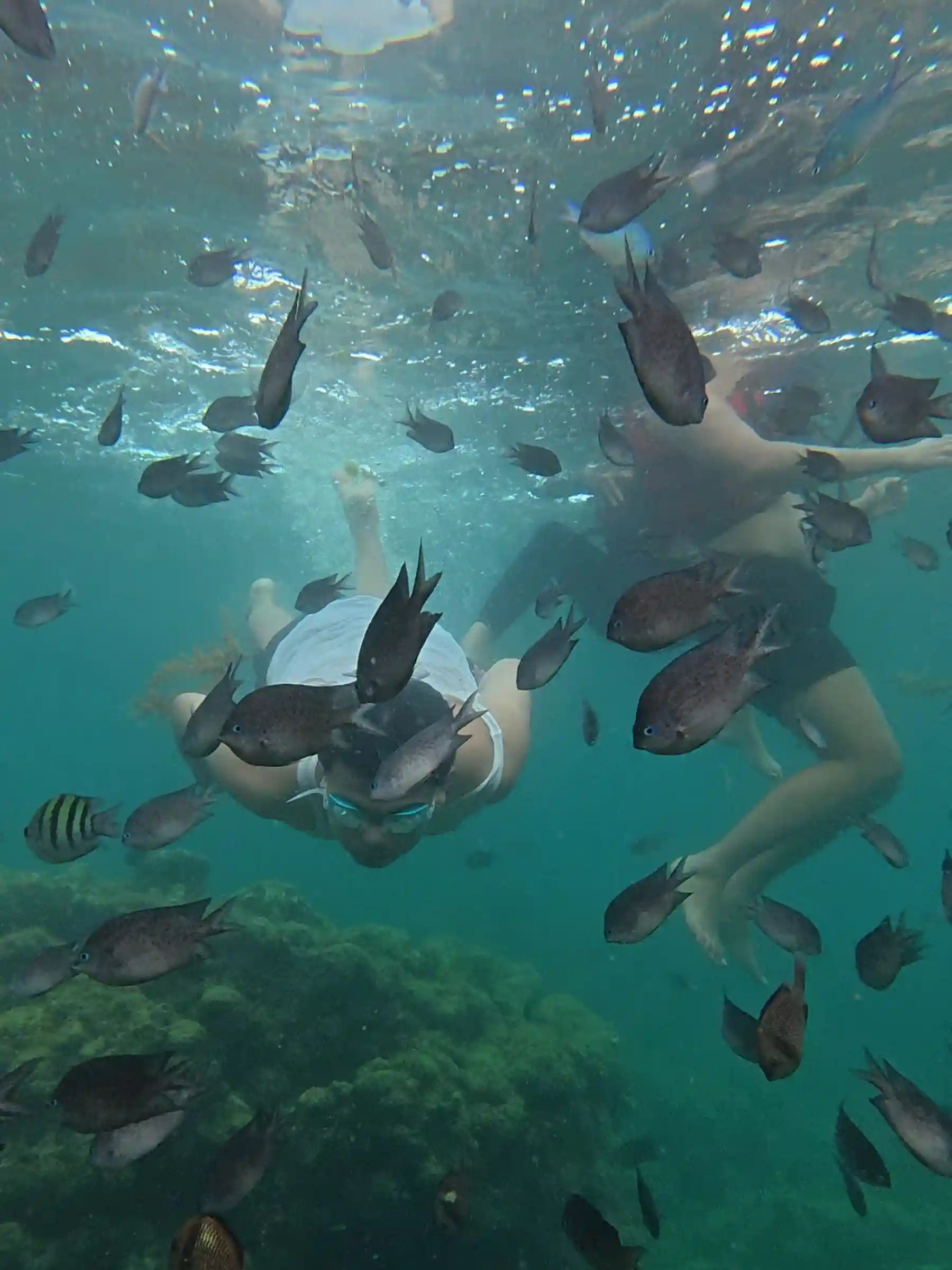 Dense underwater school of sergeant major fish with black and yellow stripes and dark chromis surrounding snorkelers legs at the reef near Matabungkay Lian Batangas