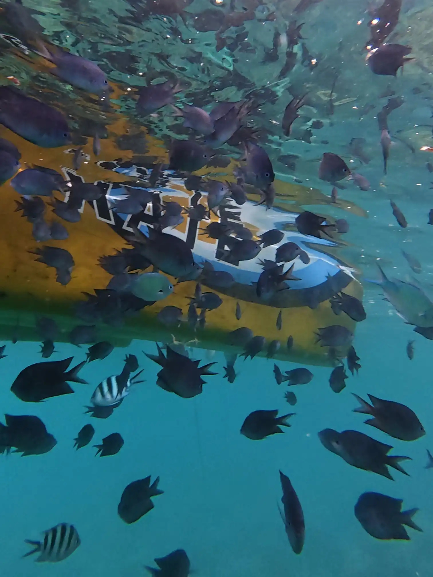 Underwater view of dark fish schooling around the yellow hull of a bangka at the snorkeling reef near Matabungkay Lian Batangas with turquoise water visible above