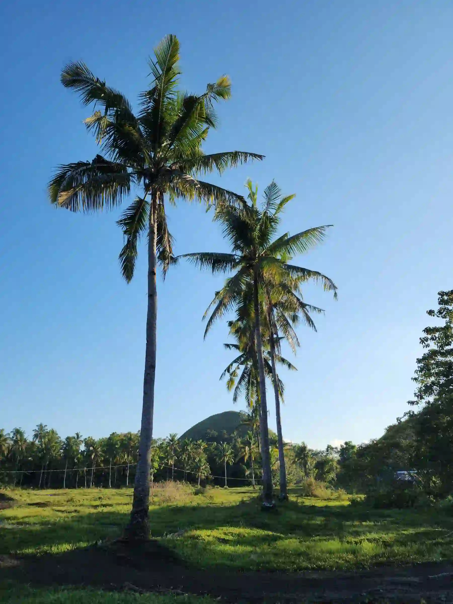 Two tall coconut palm trees in the foreground with a single green conical Chocolate Hill visible behind them against a clear blue sky in Carmen Bohol