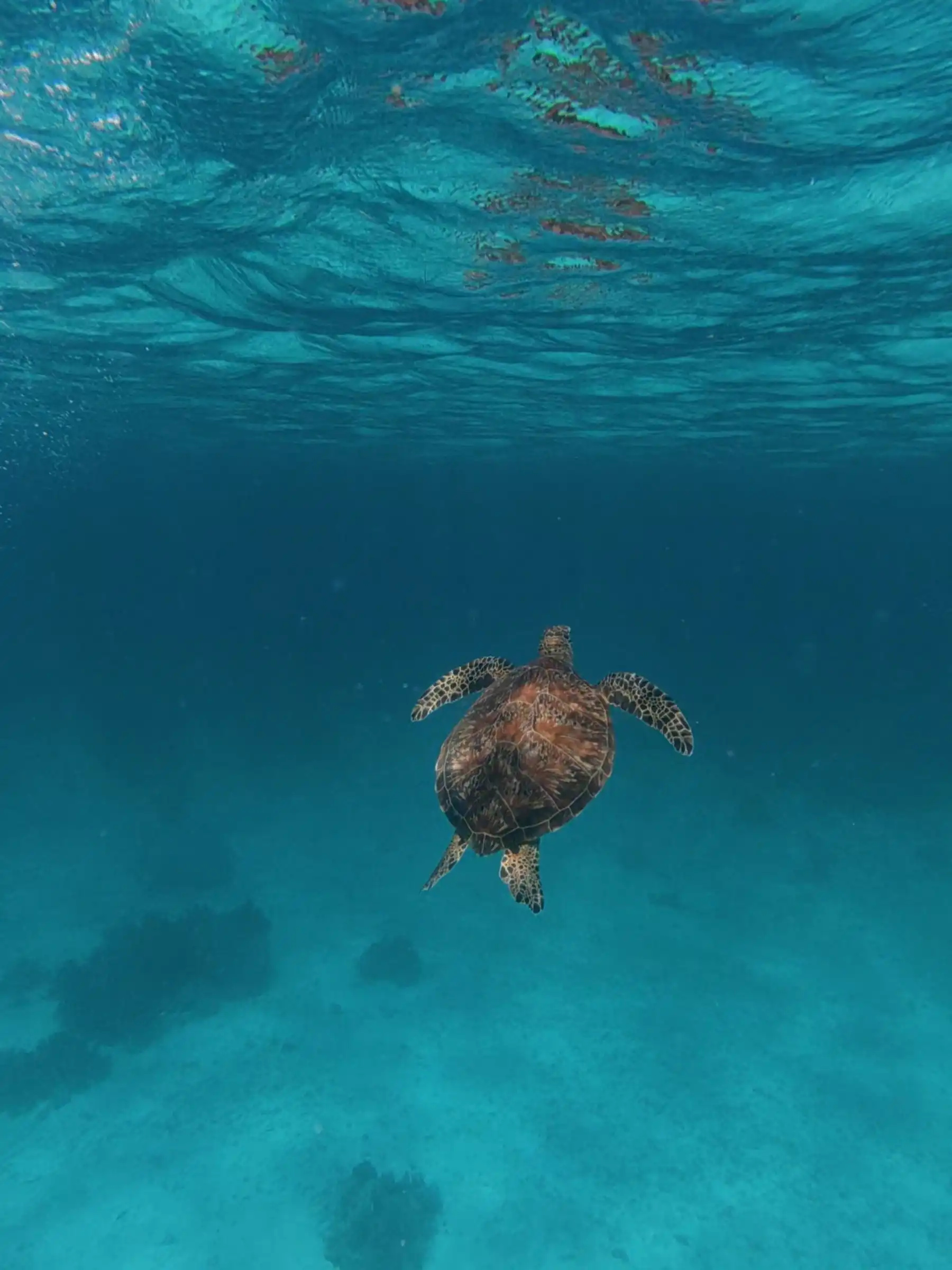 Sea turtle breaking the surface to breathe at water level at Balicasag Island Bohol with snorkeling bangkas visible in the background