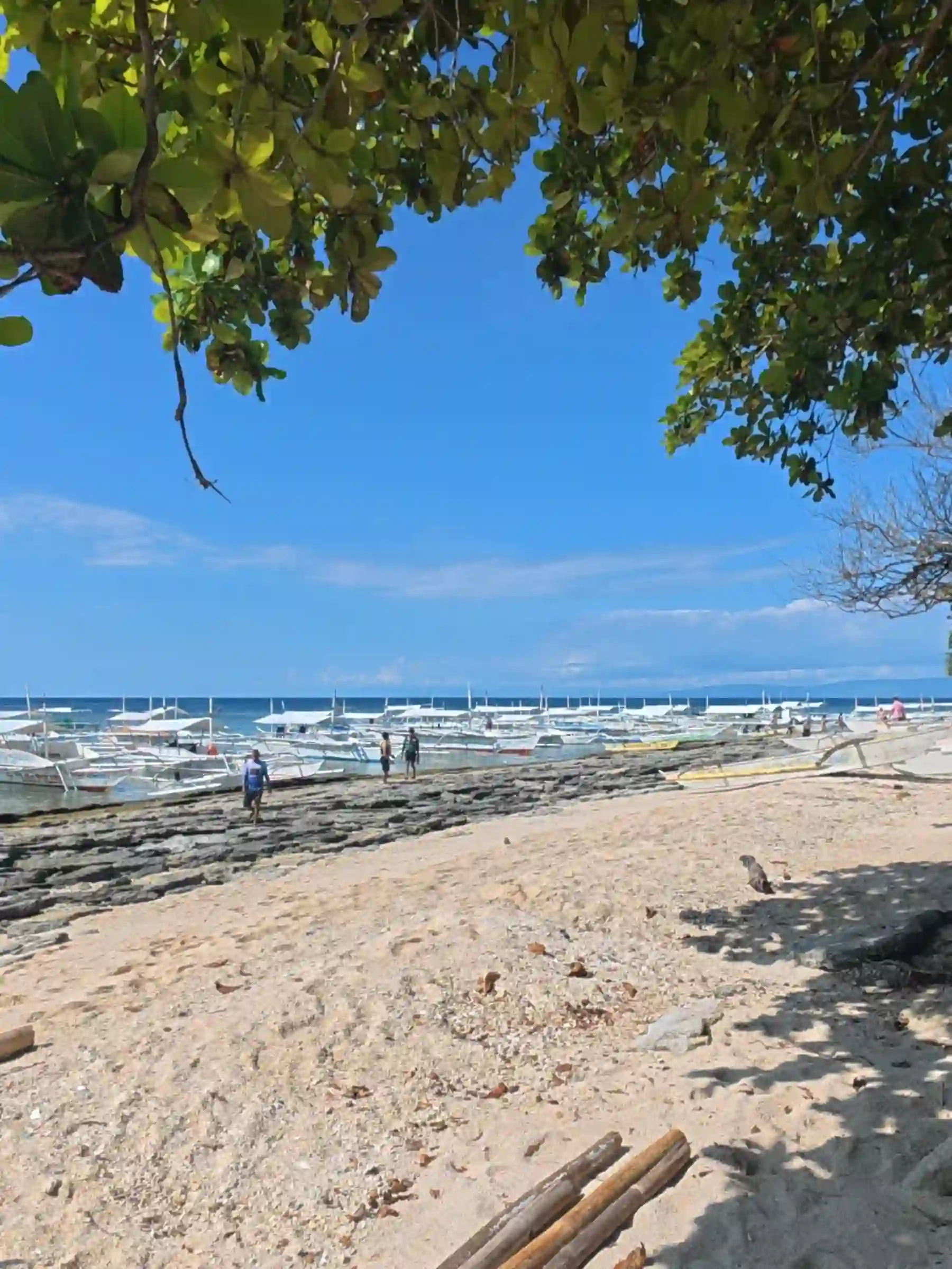 balicasag-island-beach-trees-bangkas-morning-bohol.jpg" alt="View from under shoreline trees toward the sand and bangkas at Balicasag Island marine sanctuary in Bohol with logs on the ground