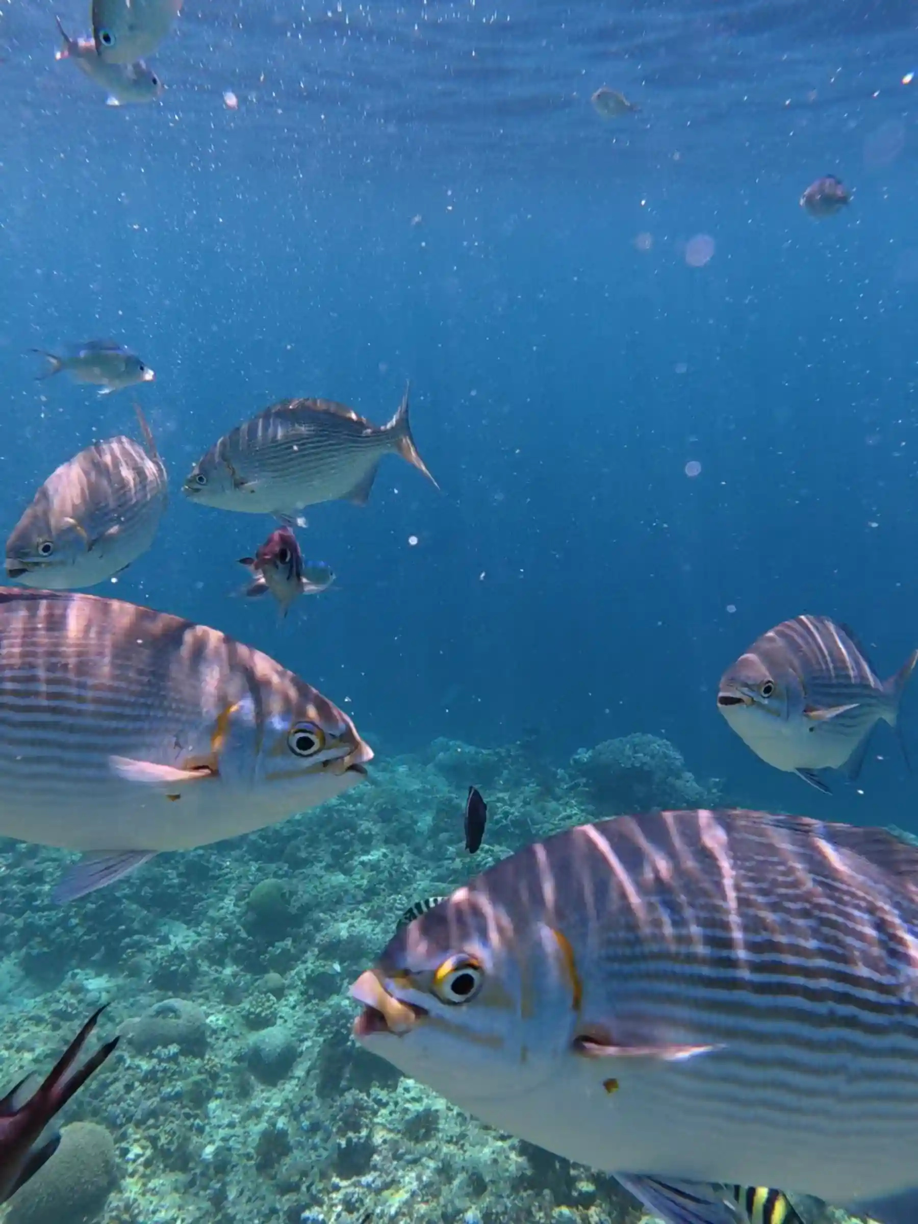 School of large striped silver fish with orange detail near the eyes swimming above coral reef at Balicasag Island marine sanctuary Bohol