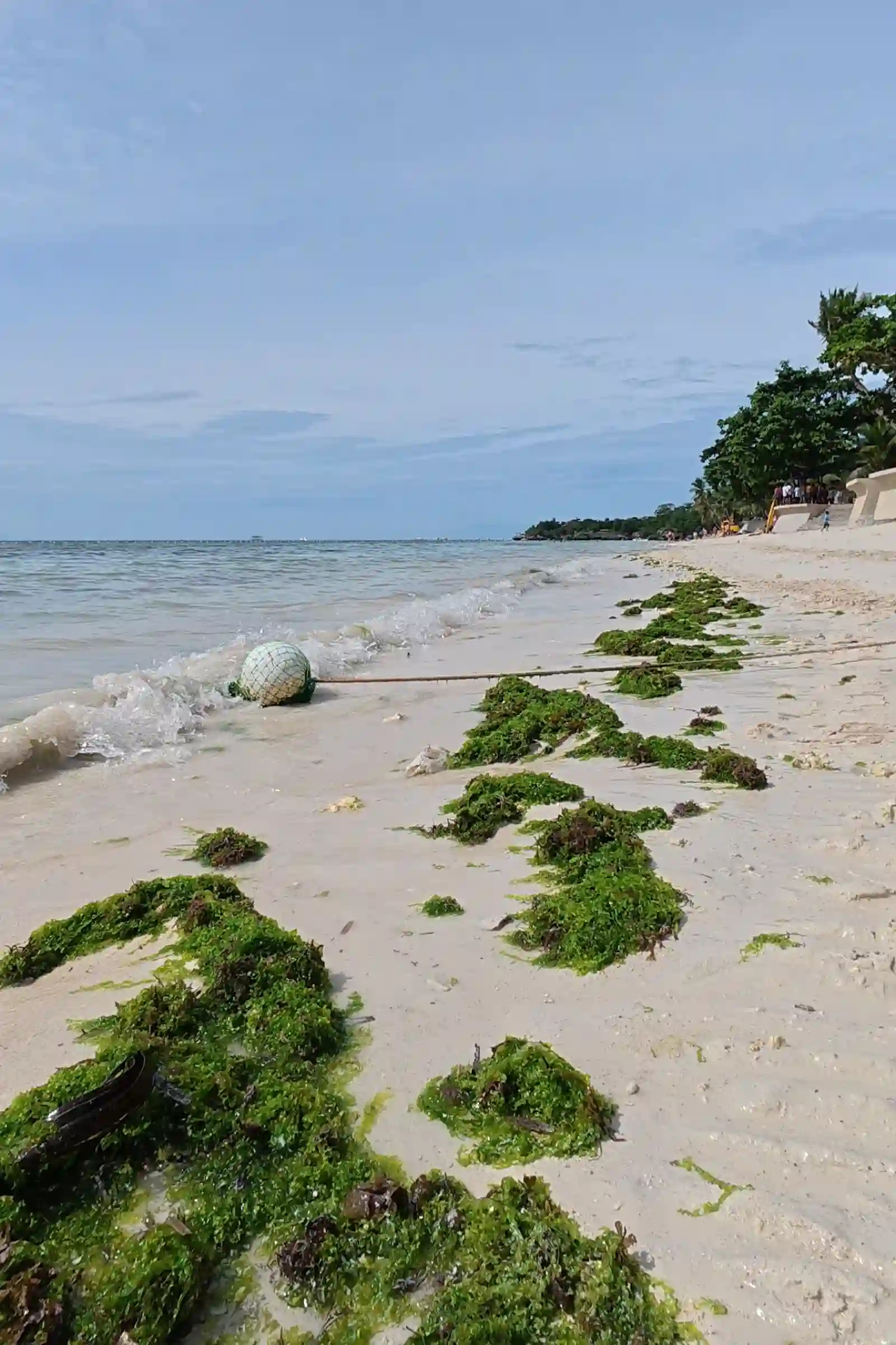 Seaweed and a fishing buoy washed up on the white sand shoreline of Alona Beach in Panglao Bohol