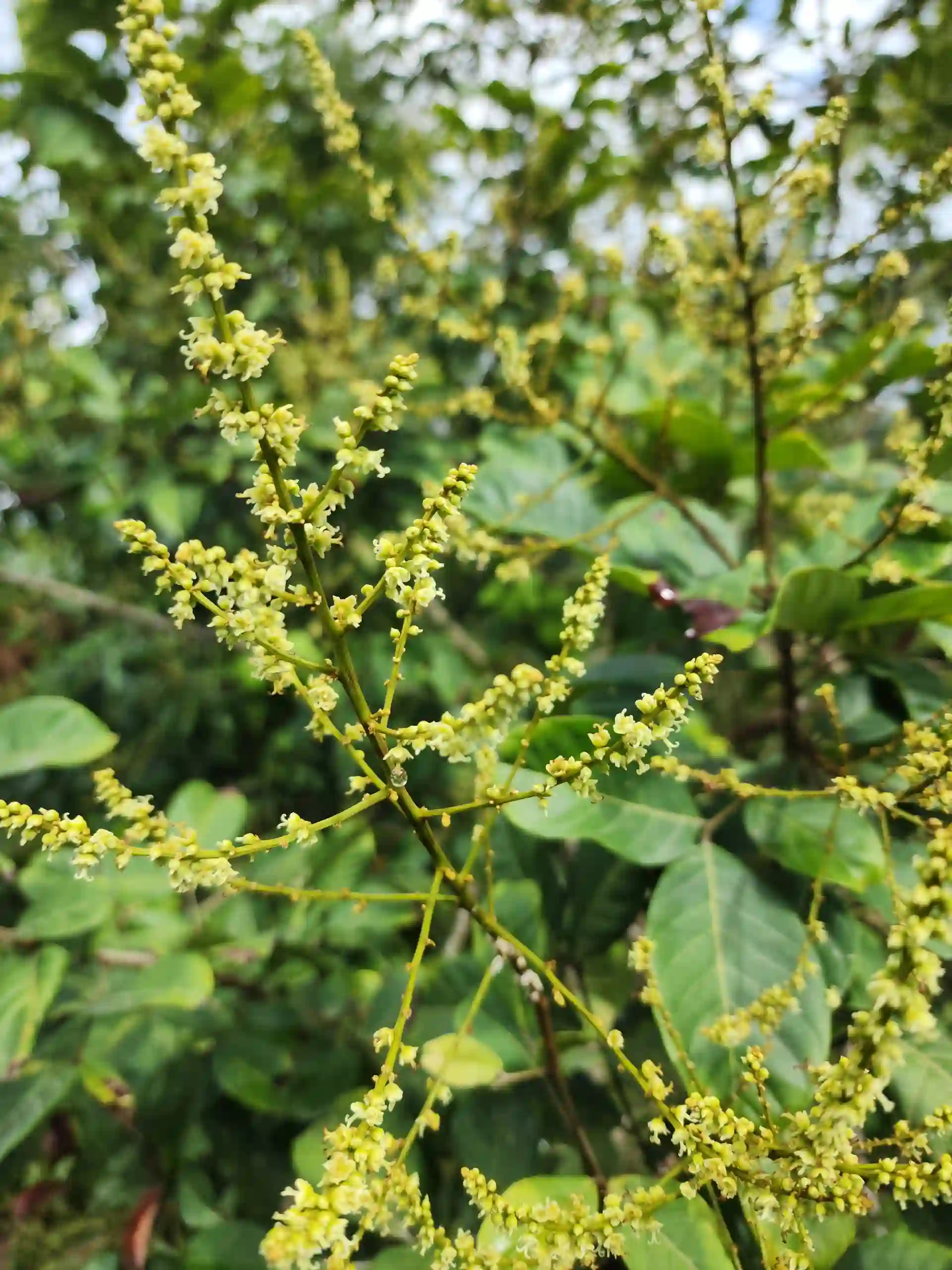Rambutan fruit tree in full flower along the farm path in Barangay Mabuhay II Socorro Oriental Mindoro in late May