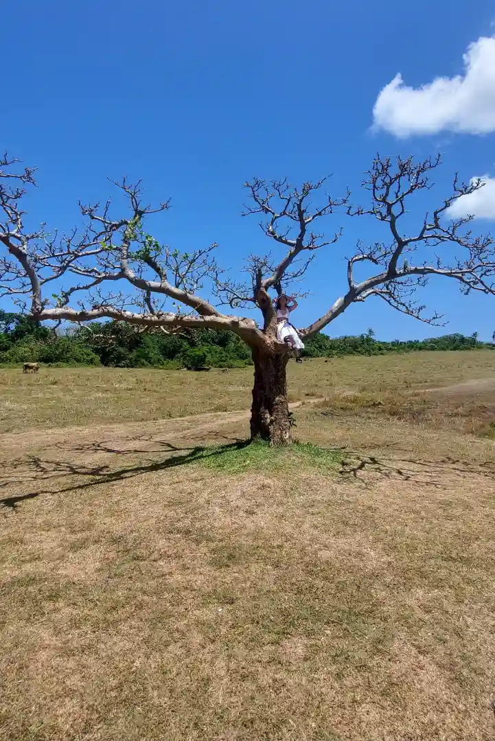 Traveler sitting among the bare branches of the Walang Forever Tree landmark in Jomalig