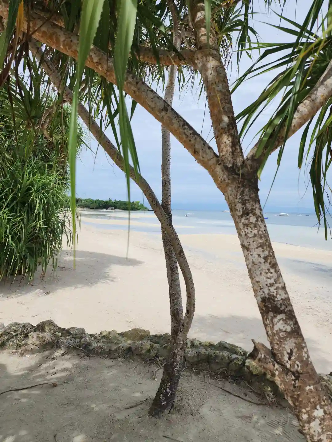 Pandan trees framing the white sand and shallow tide of Doljo Beach in Panglao, Bohol