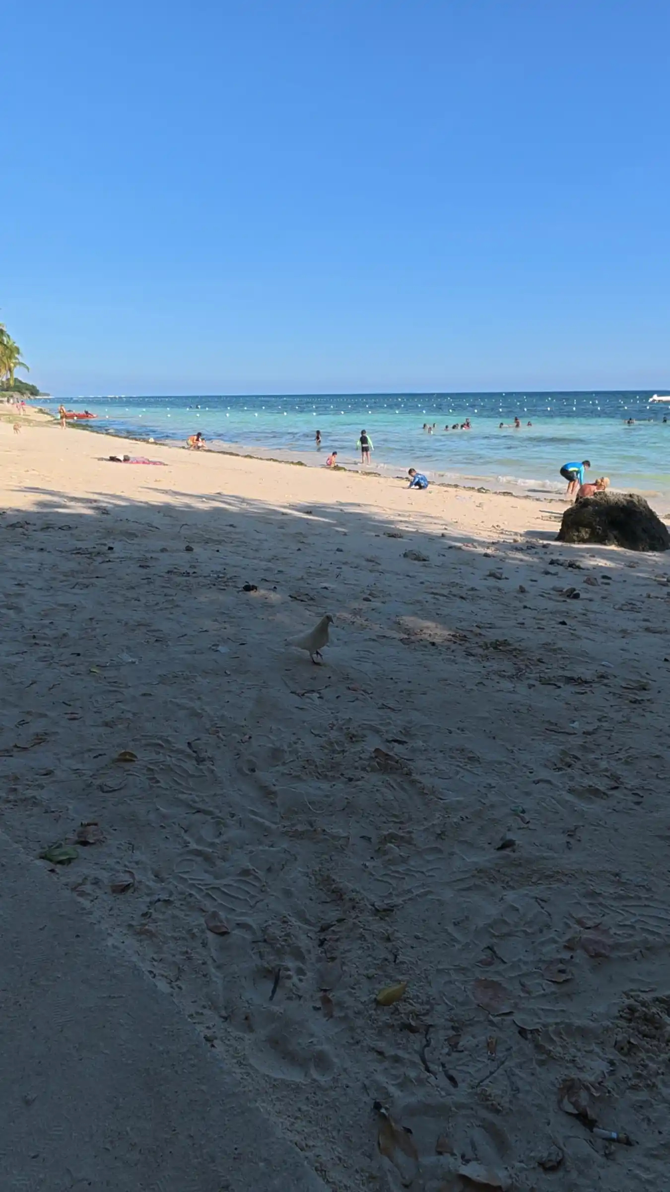 White dove walking across open sand with swimmers in the background at Kalipayan Beach Panglao