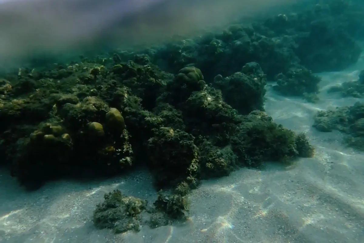 Punta Abijod San Isidro Davao Oriental: A Quiet Afternoon Swim with Live Corals
