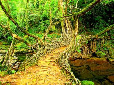 Cherapunji Couple Tour Package for 3 Nights with Double Decker