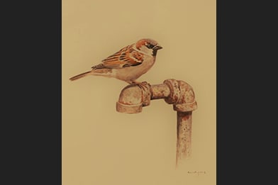 Anthony "Tony" Henneberg 19th Century Artwork for Sale - Fox Sparrow