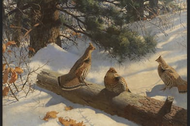 Aiden Ripley Victorian Paintings - Grouse Painting