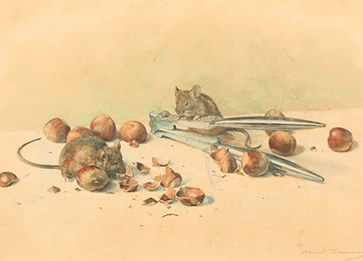 Adrien - Louis Bruneau - Mice 
