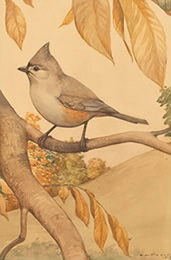 Earl Lincoln Poole – Titmouse

