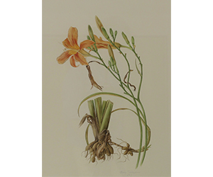 Jessica Techerepnine - Day Lilies 