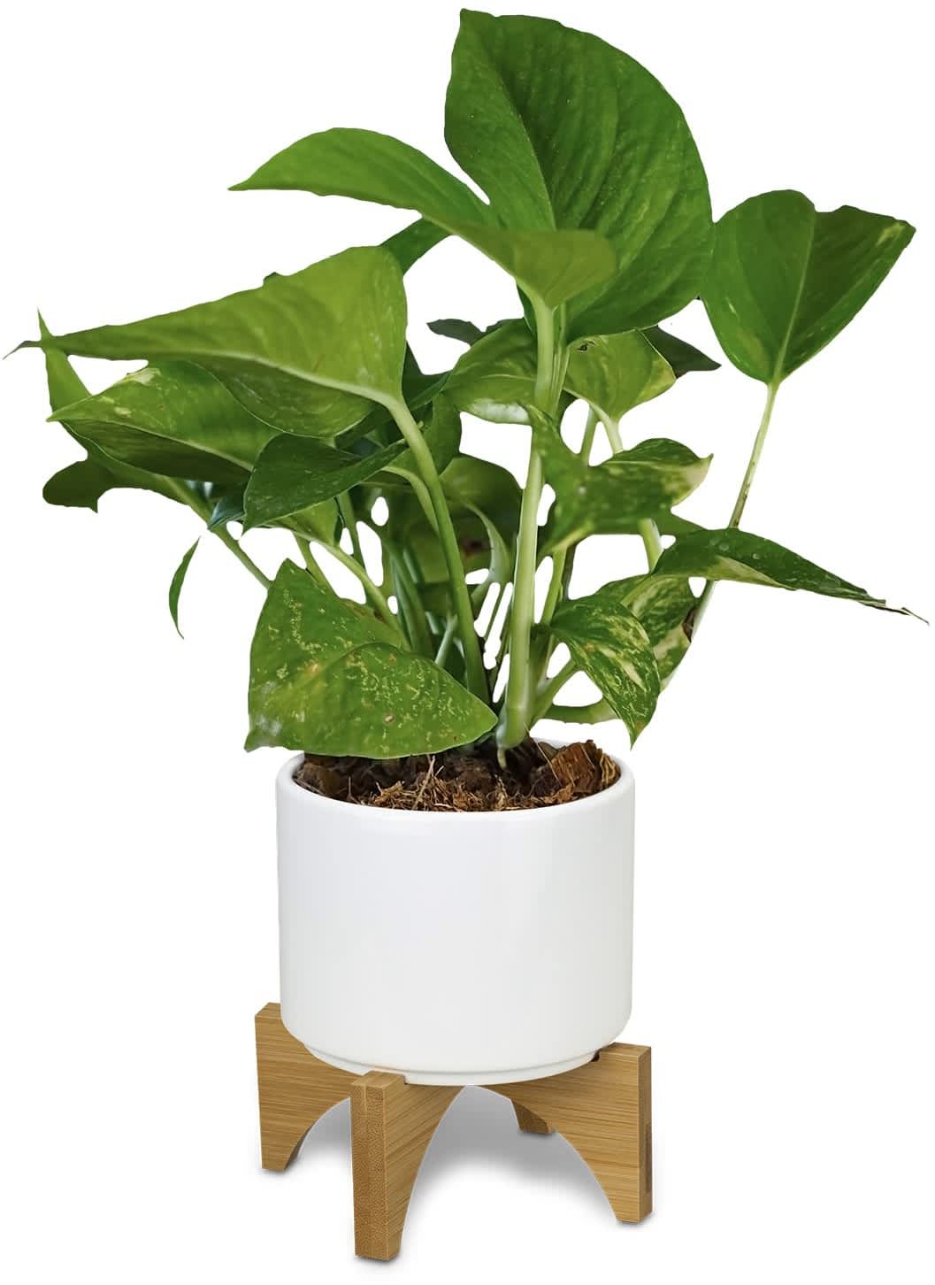 Planter with Bamboo Base