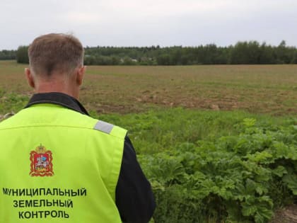 В Подмосковье за 2023 год земельными инспекторами  было выявлено 12 тыс. очагов произрастания борщевика