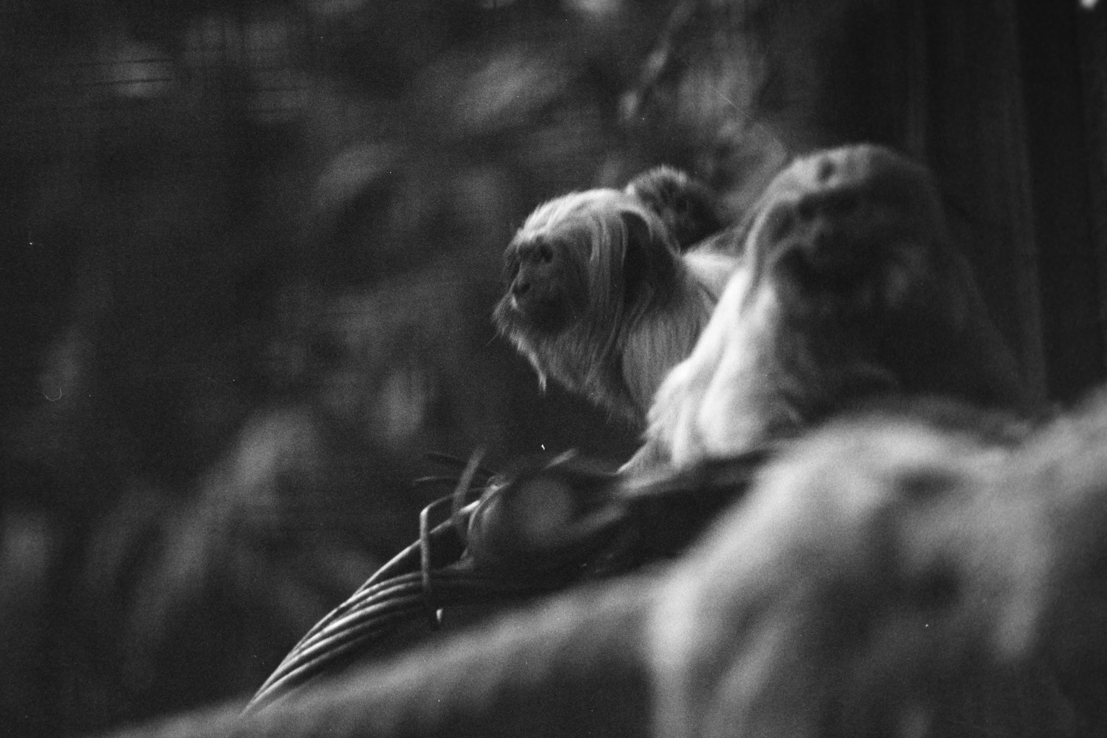 fp4-zoo-02042.jpg