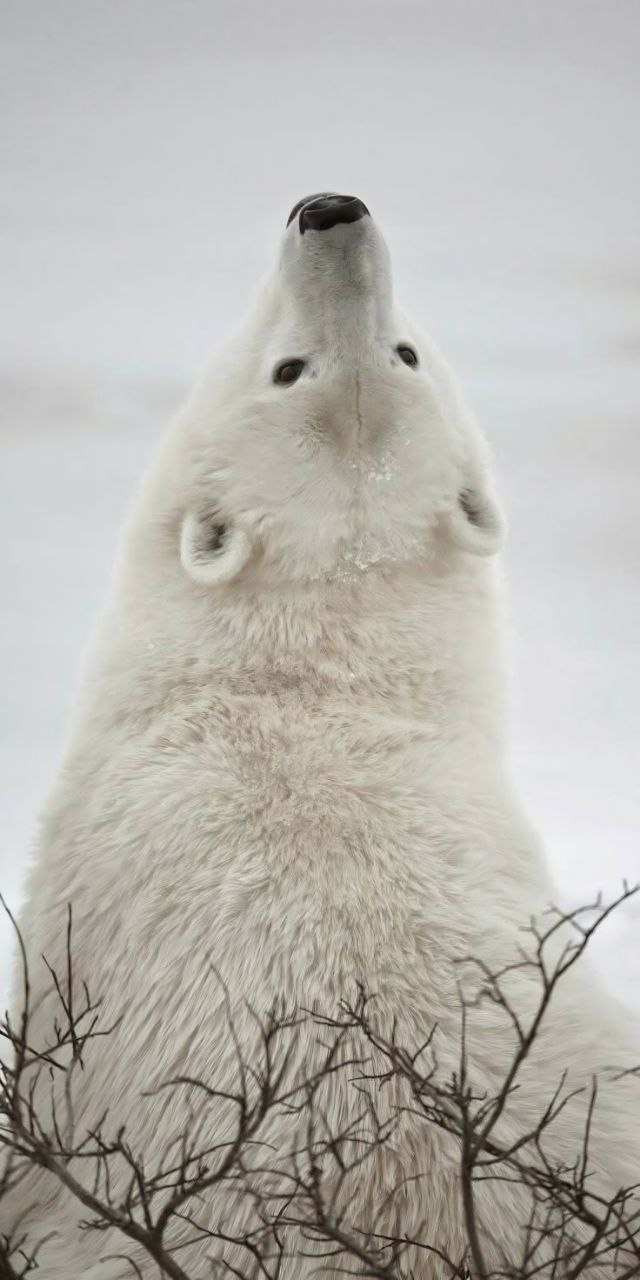 Animals 4K Wallpaper - 3