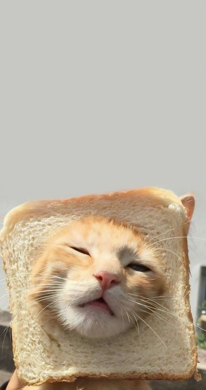 Animals 4K Wallpaper - 4