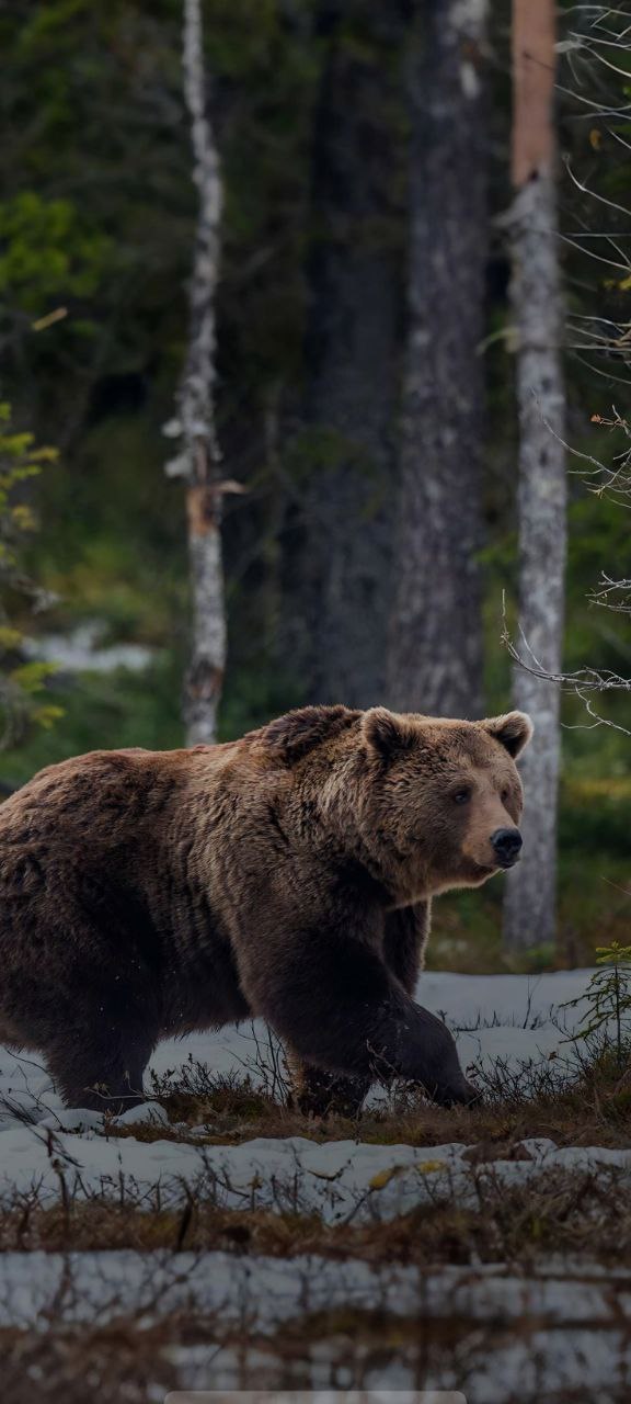 Animals 4K Wallpaper - 6