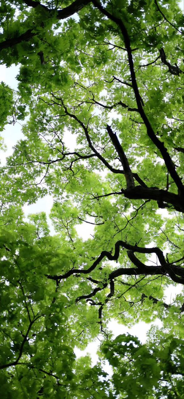 Nature 4K Wallpaper - 3