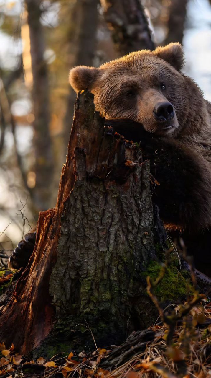 Animals 4K Wallpaper - 9