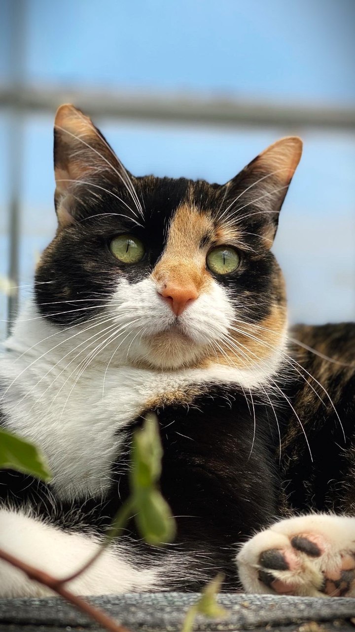 Animals 4K Wallpaper - 7 | Only_dias Ocean