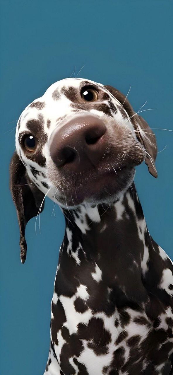 Animals 4K Wallpaper - 11 | Only_dias Ocean