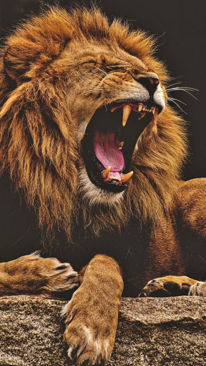 Animals 4K Wallpaper - 15 | Only_dias Ocean